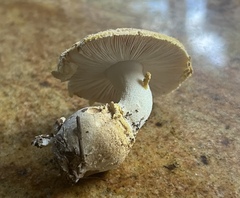 Amanita wellsii