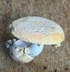 Amanita wellsii