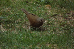 Turdus leucomelas