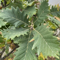 Quercus petraea