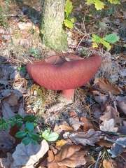 Neoboletus luridiformis