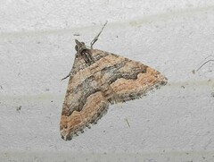 Perizoma custodiata
