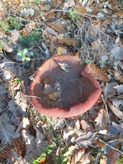 Neoboletus luridiformis