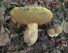 Suillellus luridus