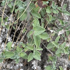 Nepeta racemosa