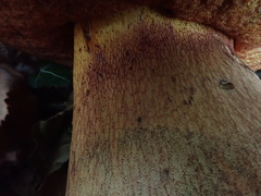 Suillellus luridus