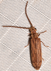 Tenomerga cinerea