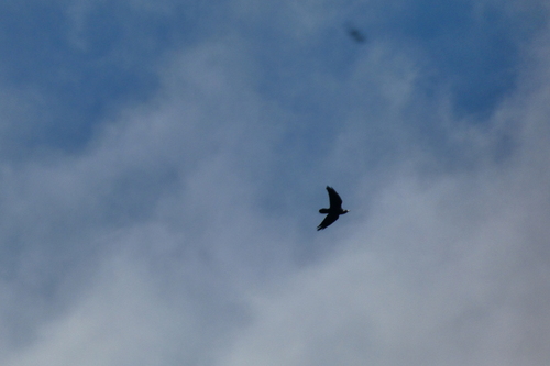 Common Raven photographed in Liechtenstein