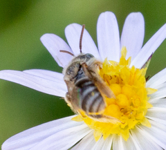 Anthophorula