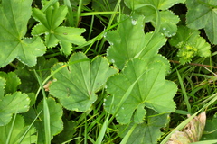 Alchemilla vulgaris