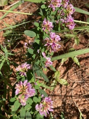 Lespedeza violacea