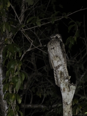 Nyctibius jamaicensis