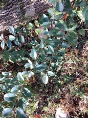 Ligustrum sinense