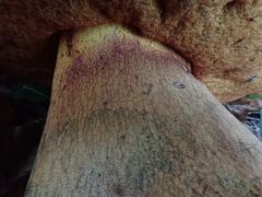Suillellus luridus