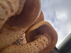 Pholiota aurivella