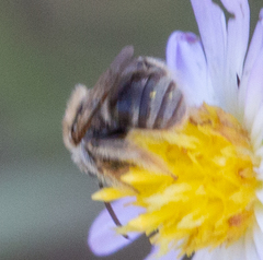 Anthophorula