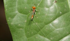 Thraulodes