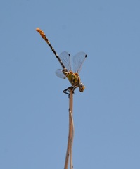 Erpetogomphus designatus