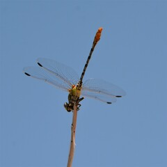 Erpetogomphus designatus