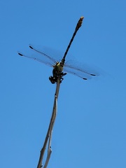 Erpetogomphus designatus