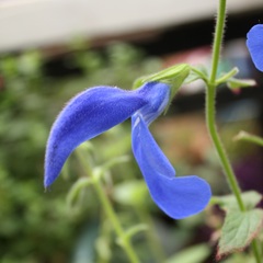 Salvia patens