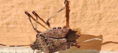 Halyomorpha halys