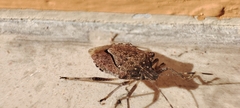 Halyomorpha halys