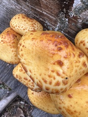 Pholiota aurivella
