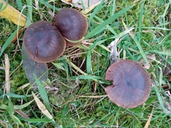 Entoloma sericeum