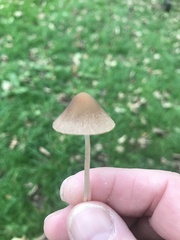 Panaeolus foenisecii