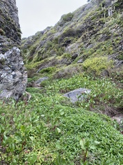 Hydrocotyle ranunculoides