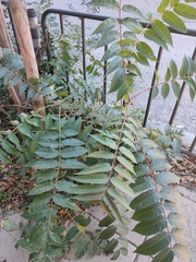 Ailanthus altissima