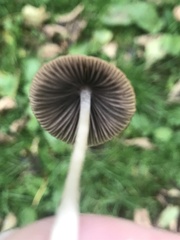 Panaeolus foenisecii