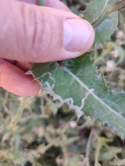 Phytomyza syngenesiae