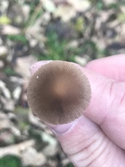 Panaeolus foenisecii