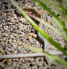 Aspidoscelis hyperythrus beldingi