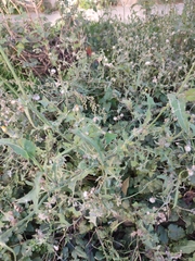 Sonchus oleraceus