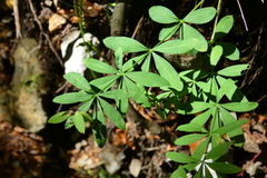 Galium sylvaticum