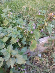 Ballota nigra