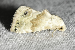 Eublemma minima