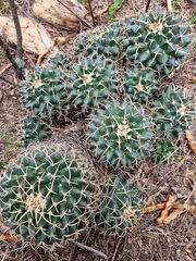 Mammillaria magnimamma