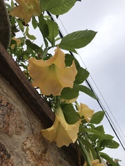 Brugmansia