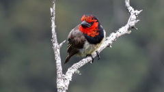 Lybius torquatus torquatus