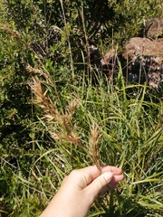 Cymbopogon pospischilii