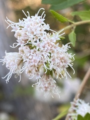 Ageratina havanensis