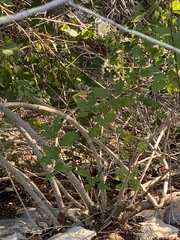 Ageratina havanensis