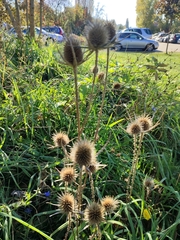 Dipsacus