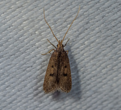 Lecithocera imprudens