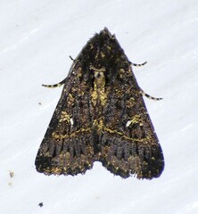 Condica albigera