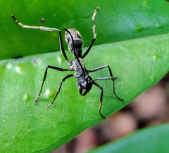 Diacamma geometricum